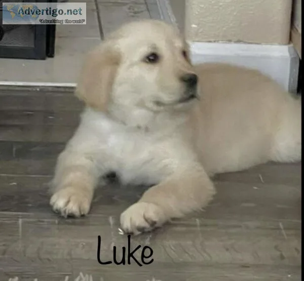 AKC Golden Retriever Puppies