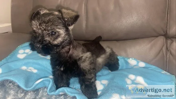 Miniature Schnauzer