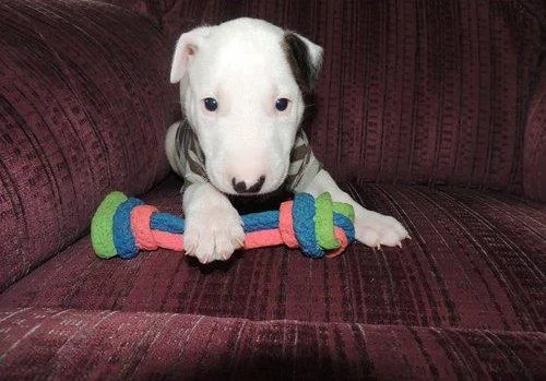 English bull terrier puppies looking for new loving homes