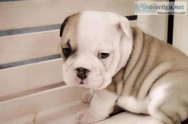 Classic bulldog for sale