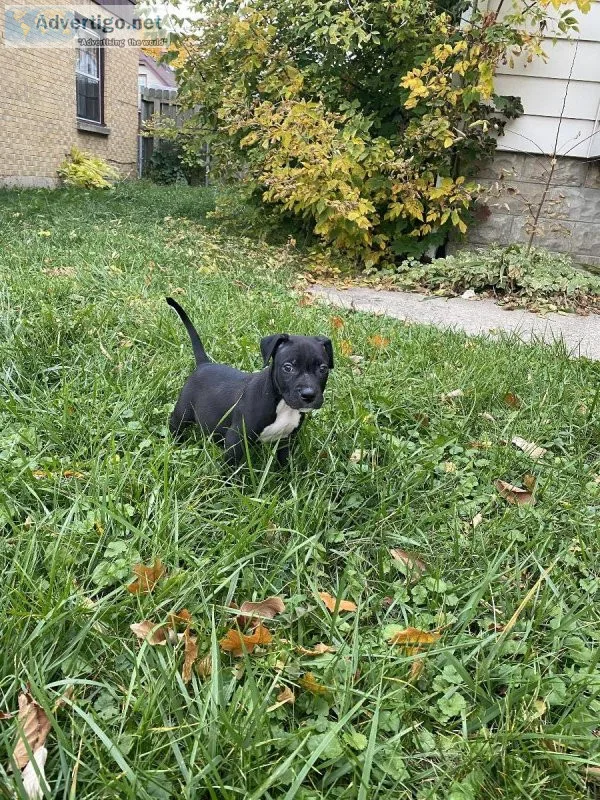 Pitbull puppy
