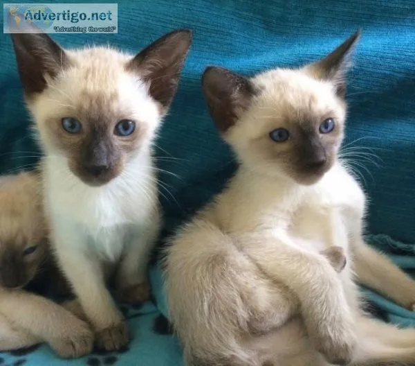 Siamese Kittens for sale.