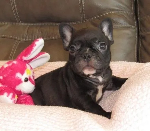 French bulldogs puppies for sale