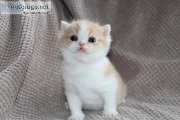 Lovely Exotic Shorthair Kittens