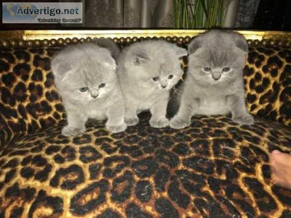 Solid Blue eyes Scottish Folds.
