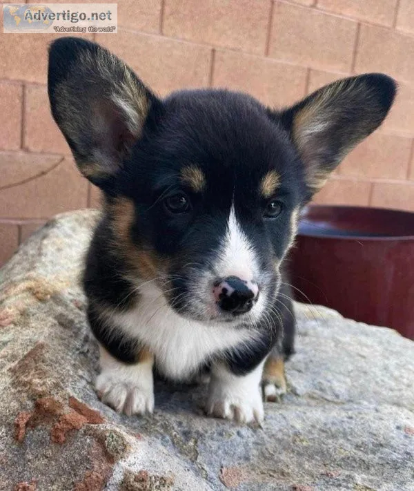 Tri Coloured Pembroke Welsh Corgi Puppies