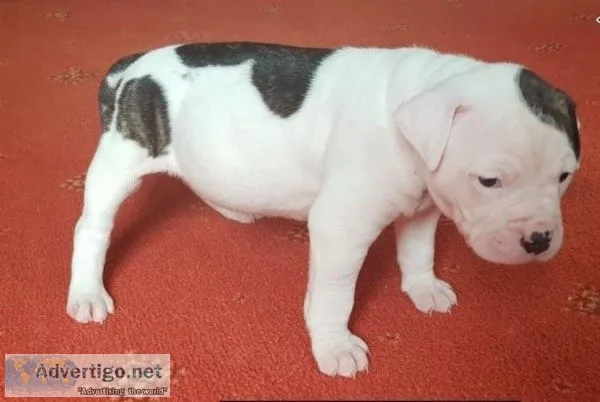 American Bulldog Puppies For Sale.