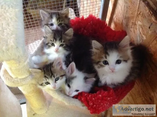 Siberian Kittens for sale.