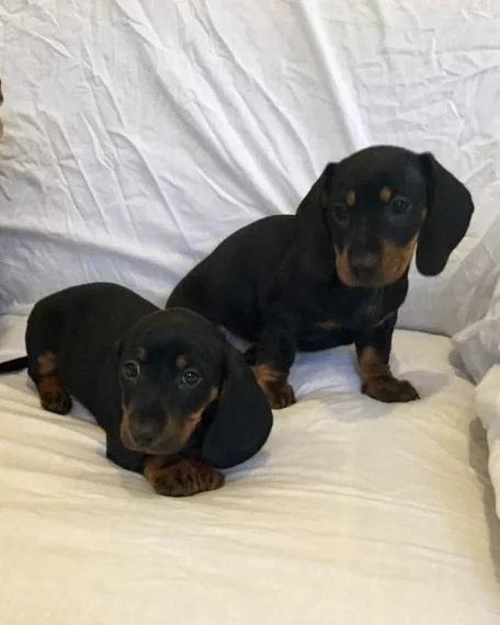 Fabulous Dachshund puppies looking for good home.