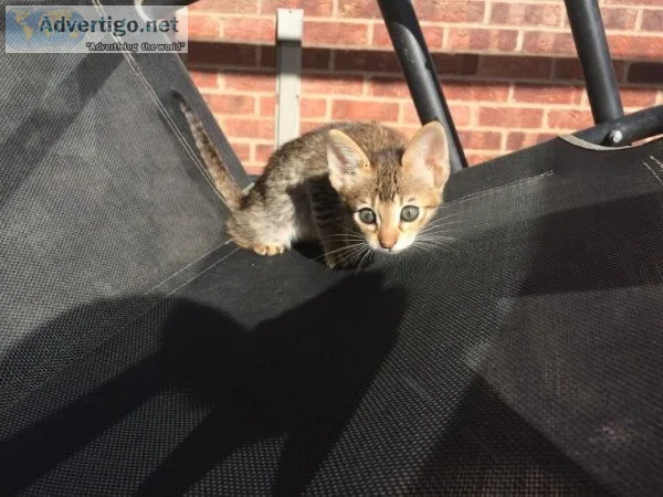 Sweethearts Savannah Kittens For Sale.