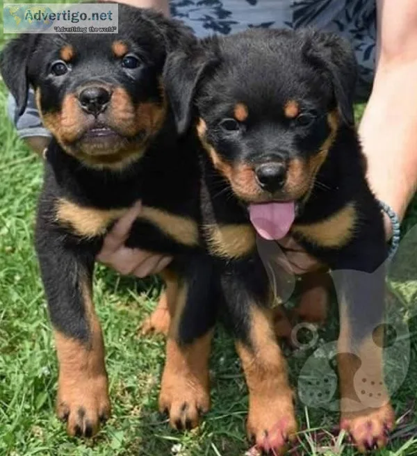 Rottweiler for sale