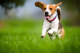Boost Your Dog s Well Being. Here s How