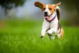Boost Your Dog s Well Being. Here s How