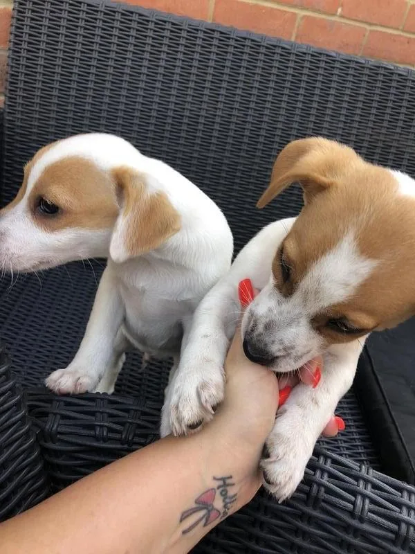Registered Jack Russell puppies for sale.