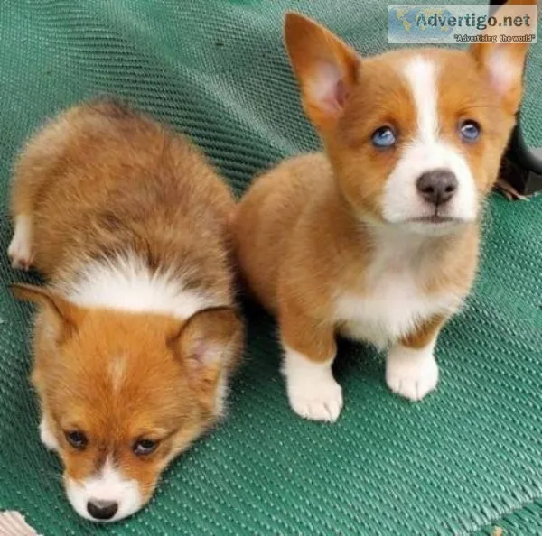 Affordable CORGI PUPPIES For Sale