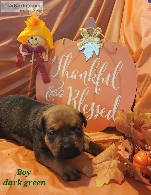 Pitweiler Puppies