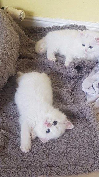Male and Female Persian kittens for sale.