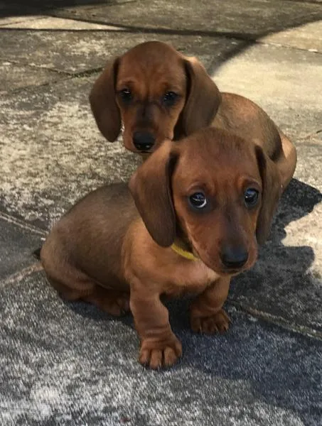Dachshunds Puppies.