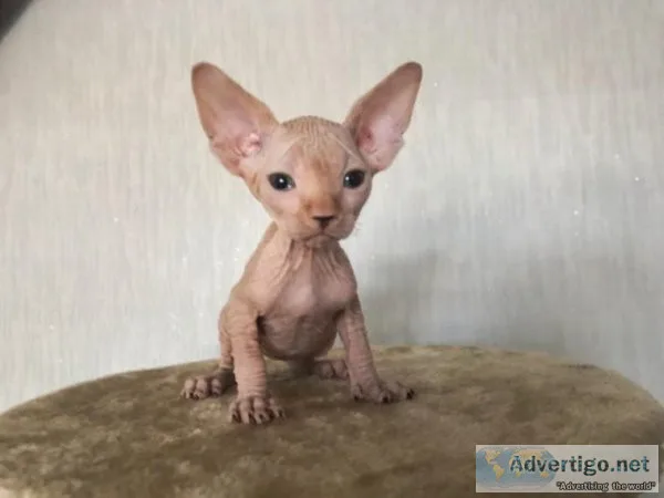 Gorgeous Sphynx Kittens.
