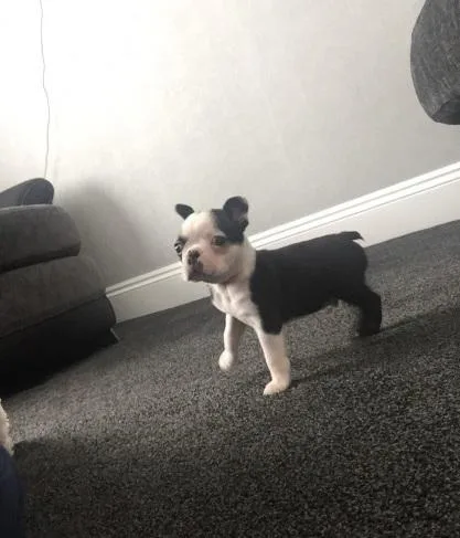 Boston terrier puppies for good home