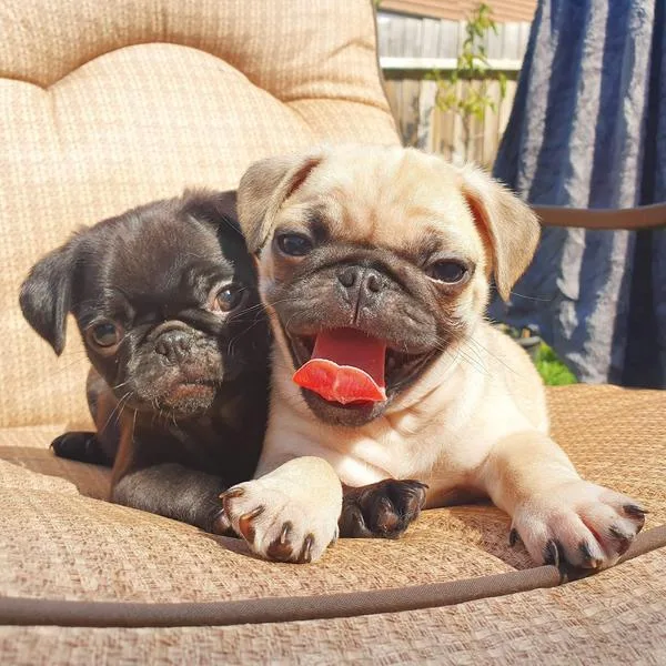 Registered pug puppies for sale.