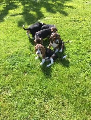 Beagles puppies for sale
