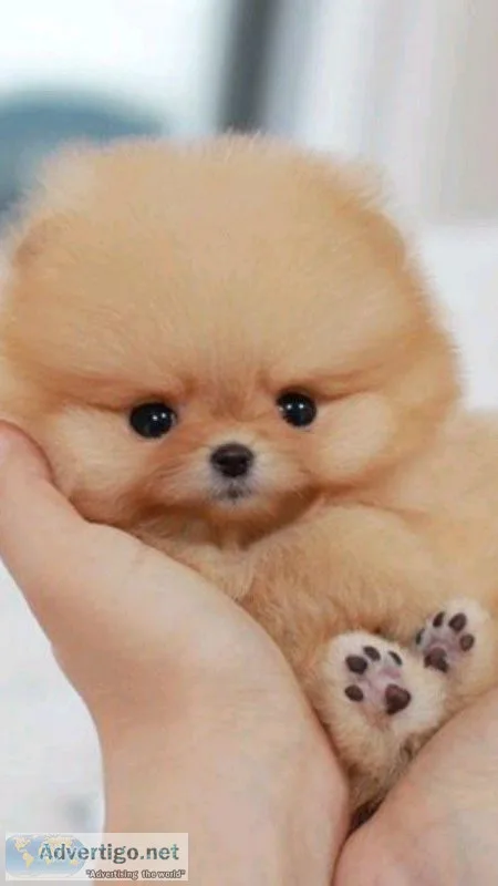 Pure white teddy Pomeranian Puppies for sale