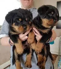 German Rotweiller puppies for rehoming