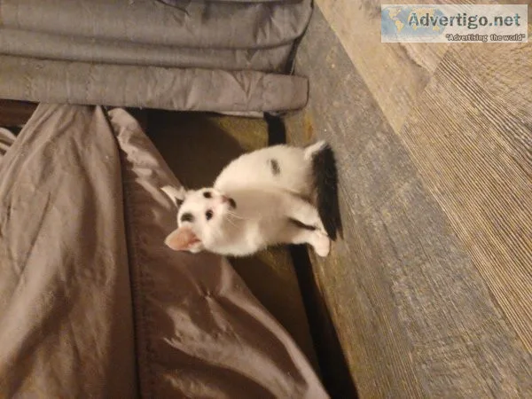 Kitten available 150 female 9 weeks