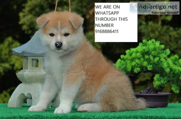 Japanese Akita puppies for rehoming