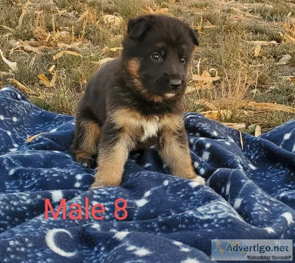 German shepherd puppies