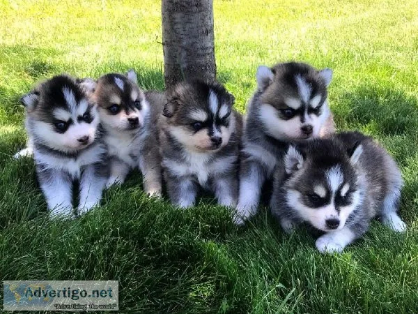 Pomsky puppies for rehoming