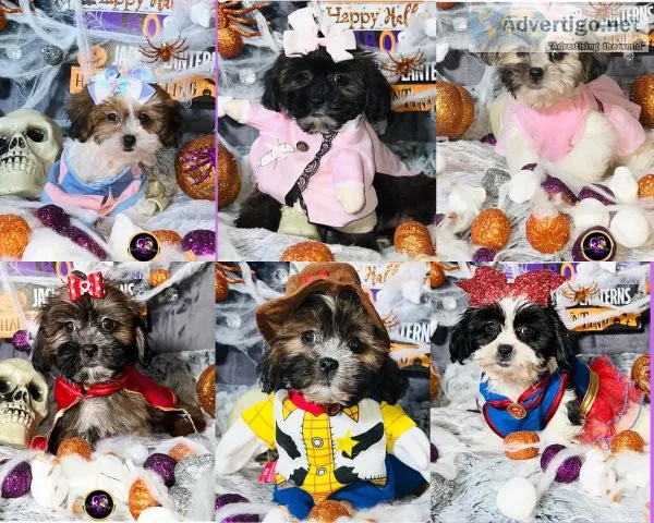 Shichon Puppies