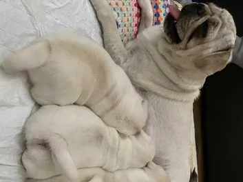 Pug puppies for rehoming