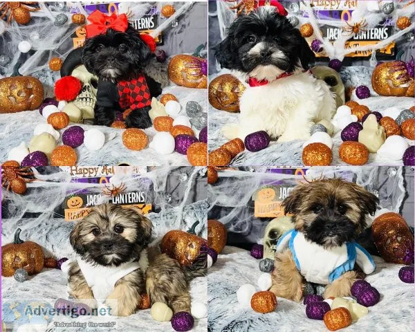 Shihpoo Puppies