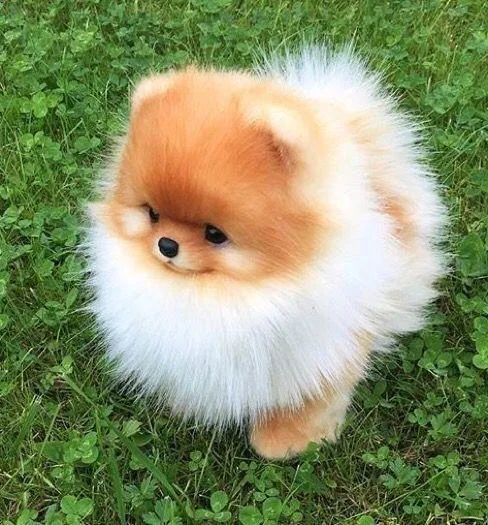 Amazing Pomeranian Puppies for sale
