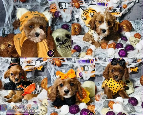Cavapoo Puppies