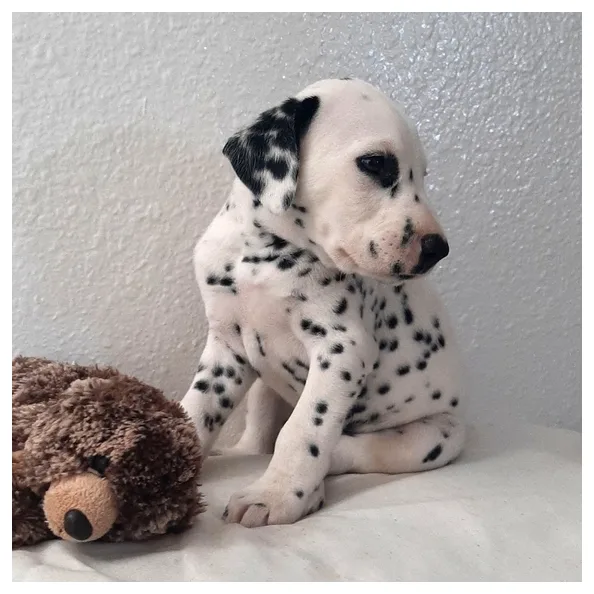 Dalmatian puppies for rehoming