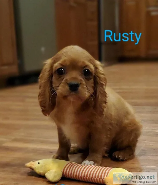 Cavalier King Charles Spaniel puppies