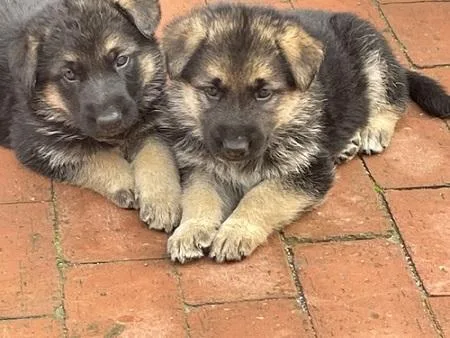 German Shepherd puppies for rehoming