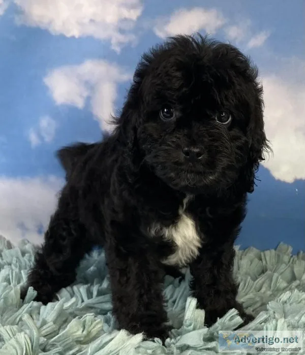 Jake cavapoo