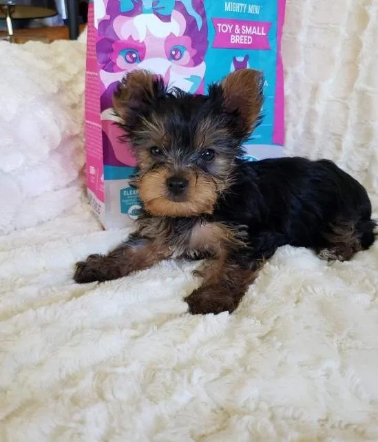Yorkie Puppies for Sale