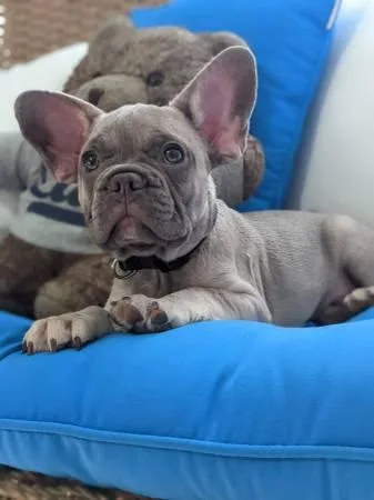 FRENCH BULLDOG PUPPIES