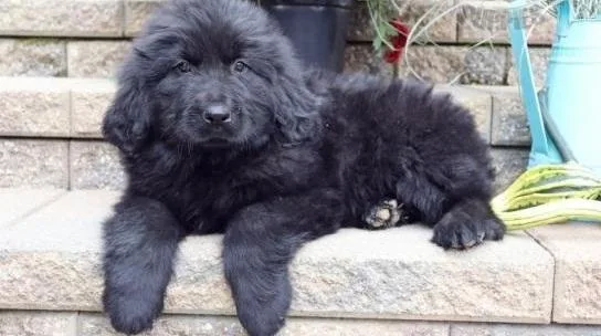 Male and Female Newfoundland Puppies