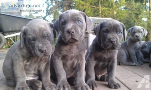 Majestic Cane Corsos Puppies