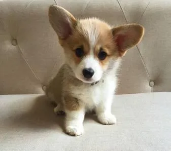 Corgi puppy rehome