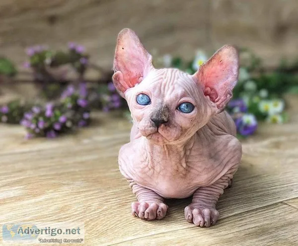 Sphynx Kittens