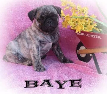 Pug Puppies for Sale For sale