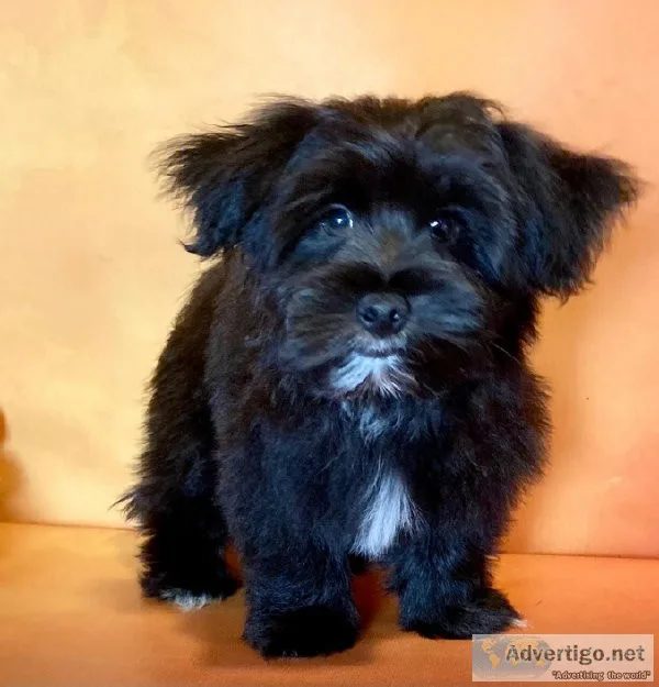 Thor shorkie