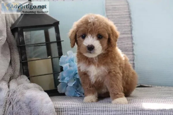 Alexi Female Mini Goldendoodle